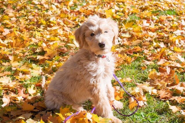 cream mini Goldendoodles sitting on a grass field covered in leaves