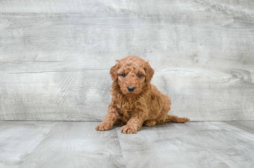Miniature Goldendoodle puppies for sale Mixed small breed puppies for