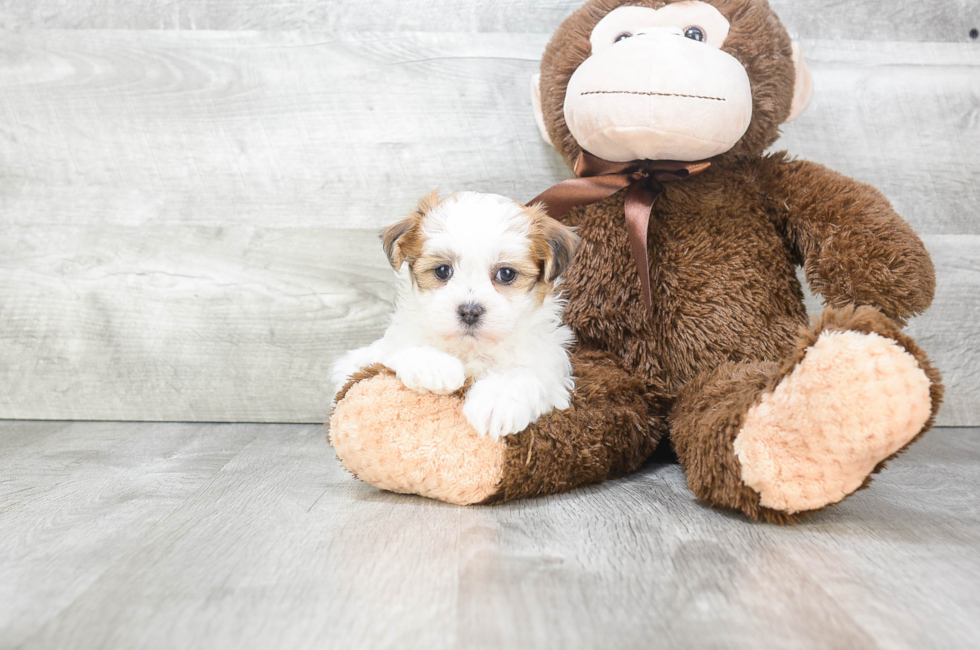 Teddy Bear Puppies for Sale – Shichon Puppies | Premierpups.com