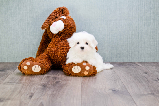 Maltese Puppy for Adoption