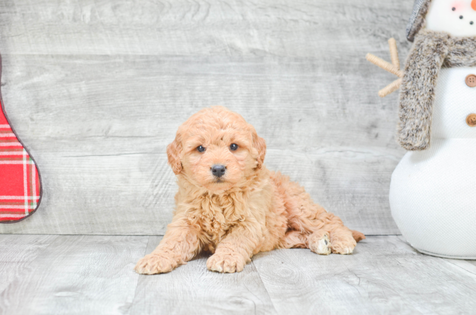 Miniature Goldendoodle puppies for sale Mixed small breed puppies for