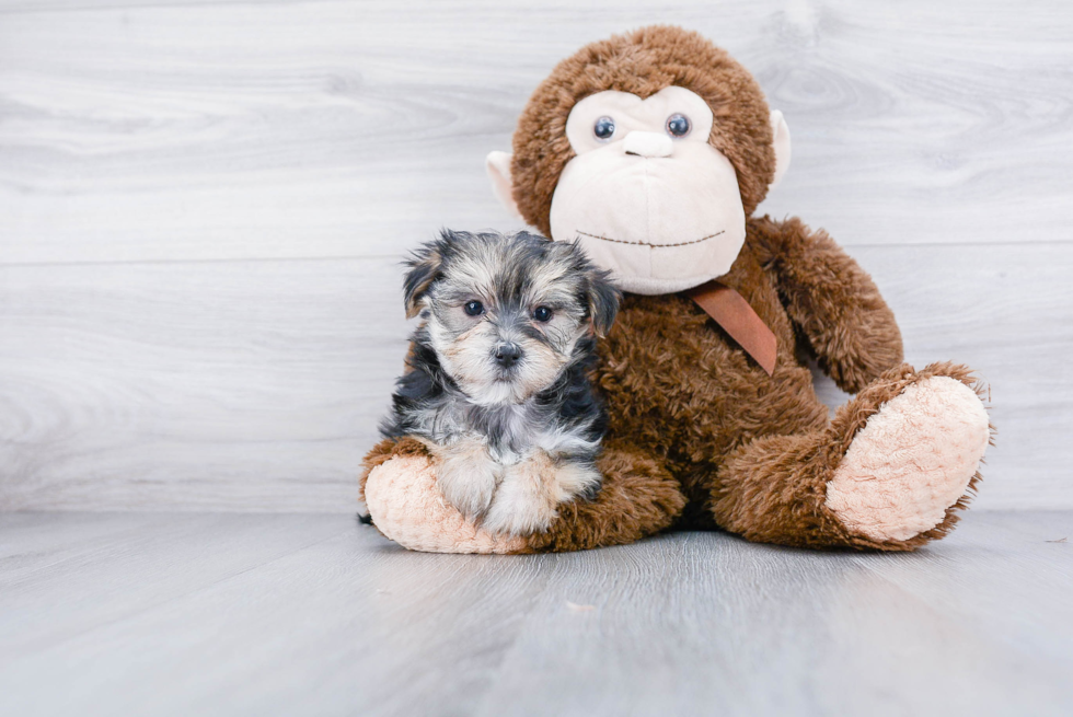 Morkie Puppy for Adoption