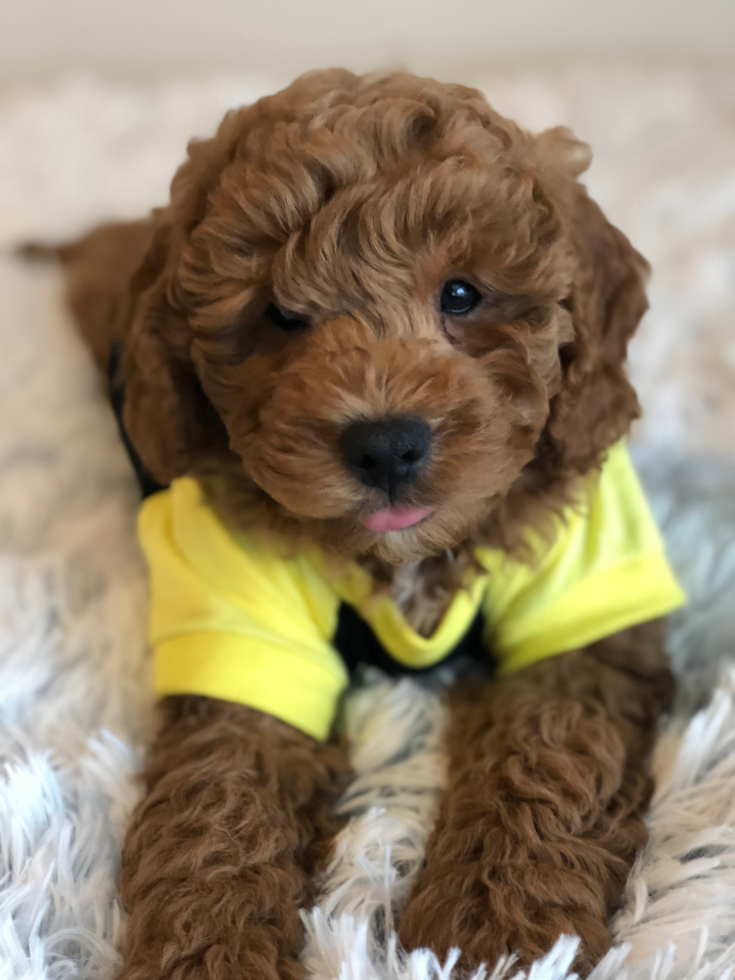 chocolate mini goldendoodle puppy wearing a yellow outfit and sitting on a fluffy white carpet