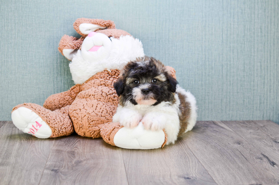 toy teddy bear puppies for sale