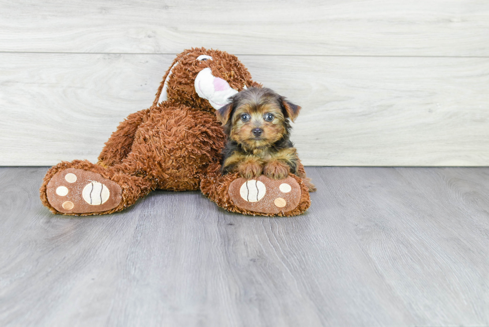 Meet Jubilee - our Yorkshire Terrier Puppy Photo 