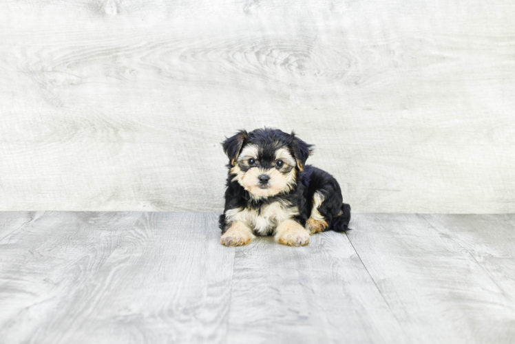Meet Lynette - our Morkie Puppy Photo 1/4 - Premier Pups