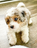 Puppy For Sale Premier Pups Aussiechon Being Cute