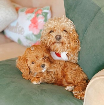a pair of Cavapoos sitting on a green couch
