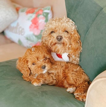 a pair of cream cavapoo dogs