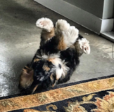 Puppy For Sale Premier Pups Smart Bernadoodle Poodle Mix Pup