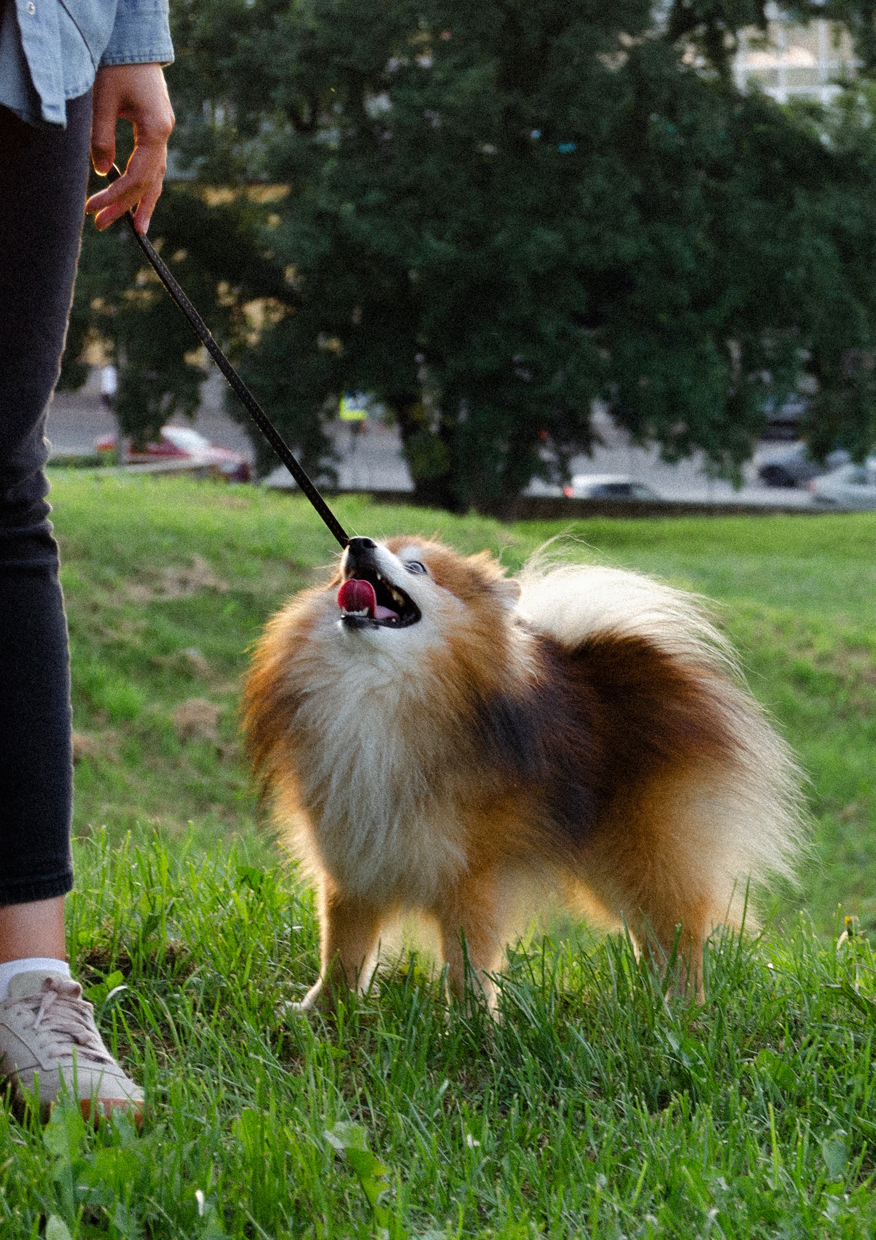 Pomeranian dog being leash trained