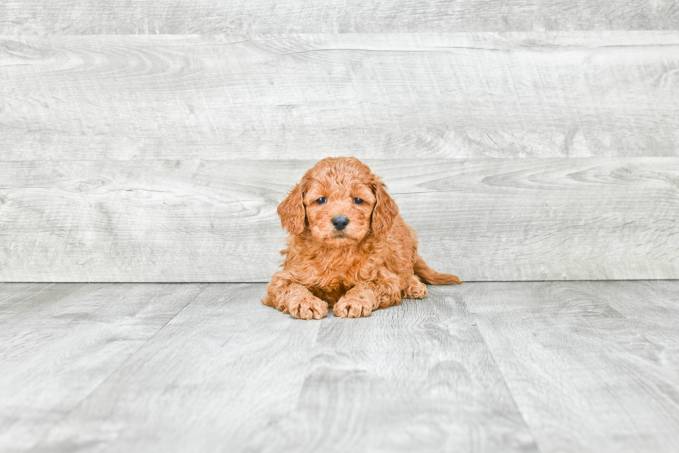Fluffy Mini Goldendoodle Poodle Mix Pup