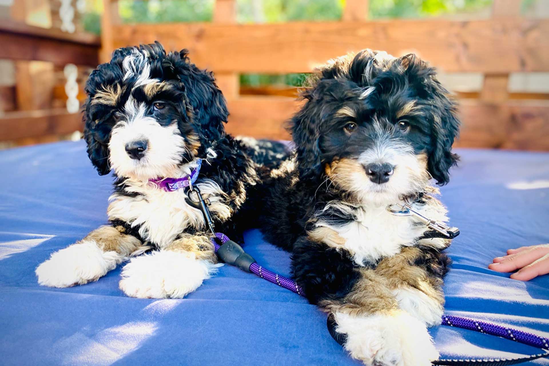 Adorable Mini Bernedoodle pups