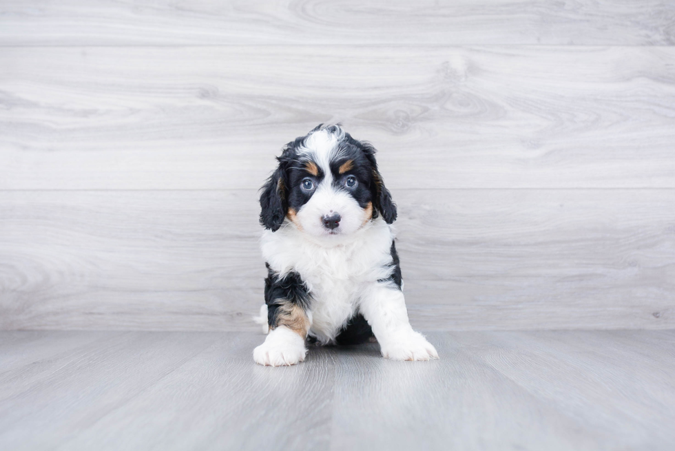 Meet Dakota - our Mini Bernedoodle Puppy Photo 3/3 - Premier Pups