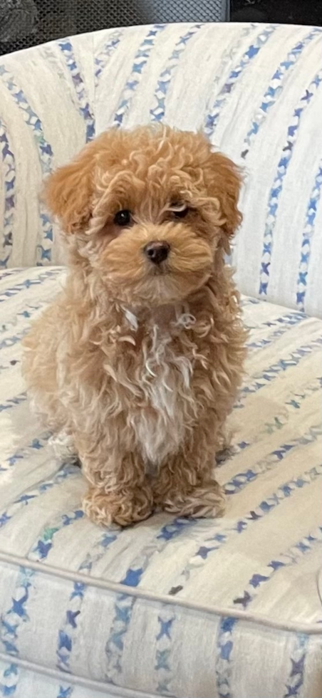 curly hair maltipoo sitting on bed