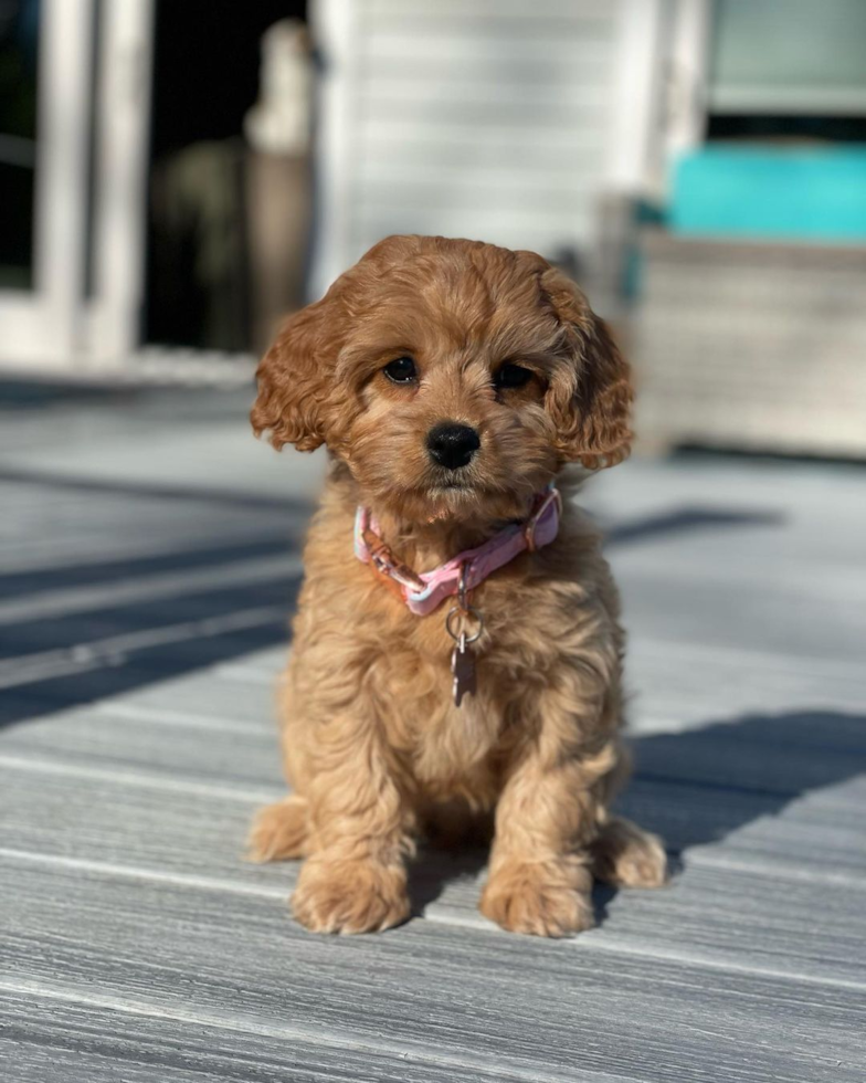 sweet cavapoo girl on a patio