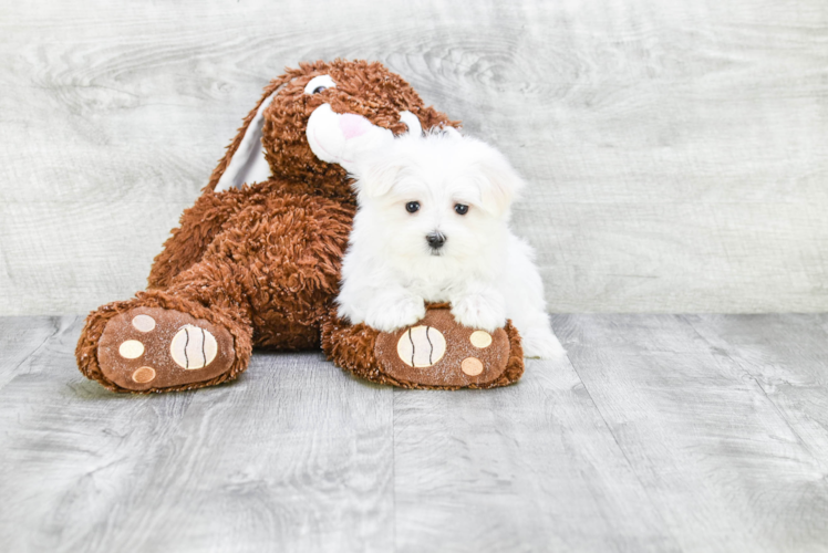Meet Dolly - our Maltese Puppy Photo 1/2 - Premier Pups