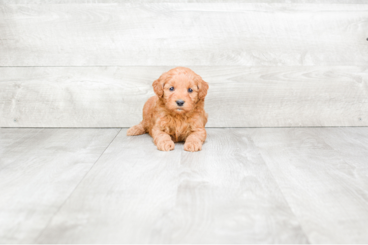 Meet Rosa - our Mini Goldendoodle Puppy Photo 1/3 - Premier Pups