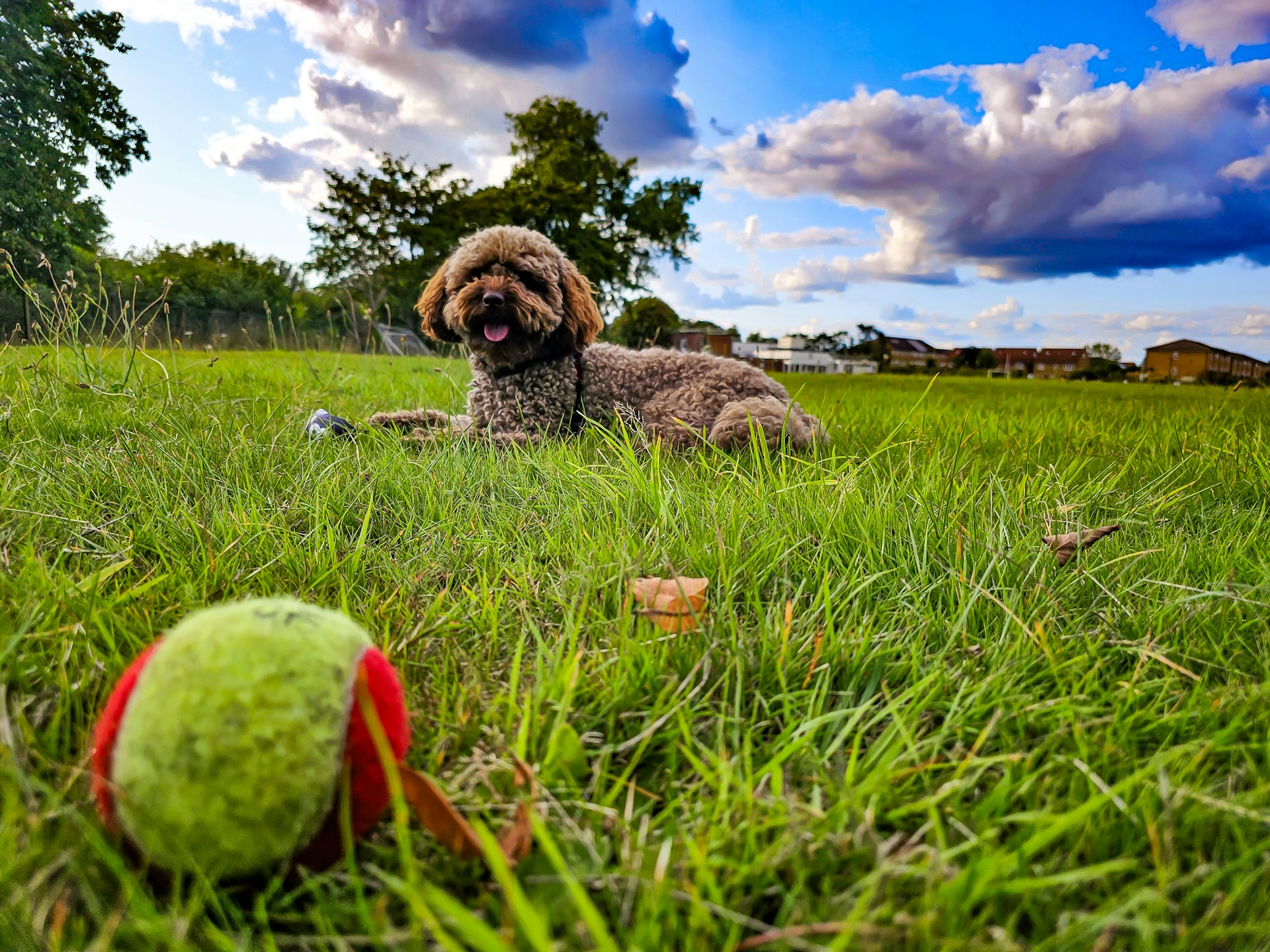 female cockapoo dog sitting on a green lawn - male vs female cockapoo comparison guide