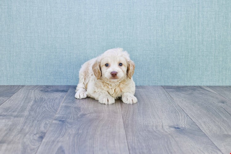 terry mini goldendoodle puppies