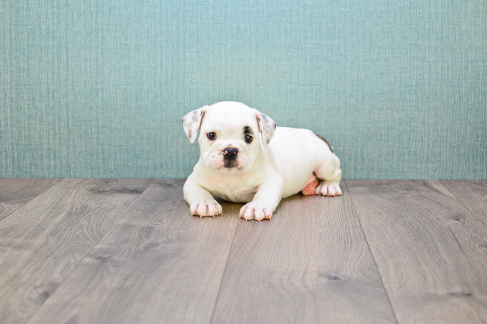 English Bulldog Puppy for Adoption