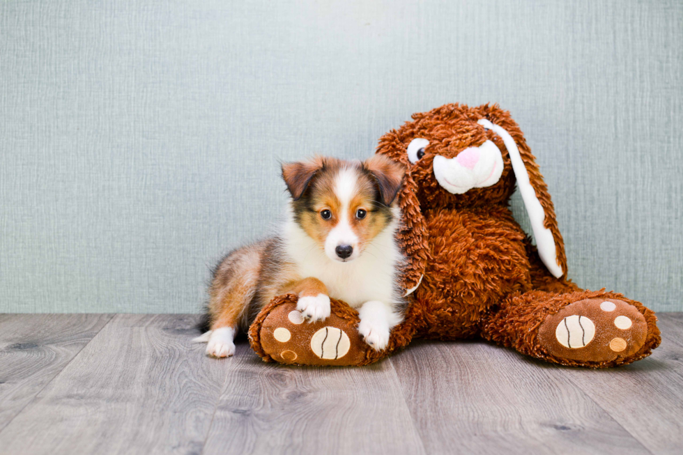 Sheltie Pup Being Cute