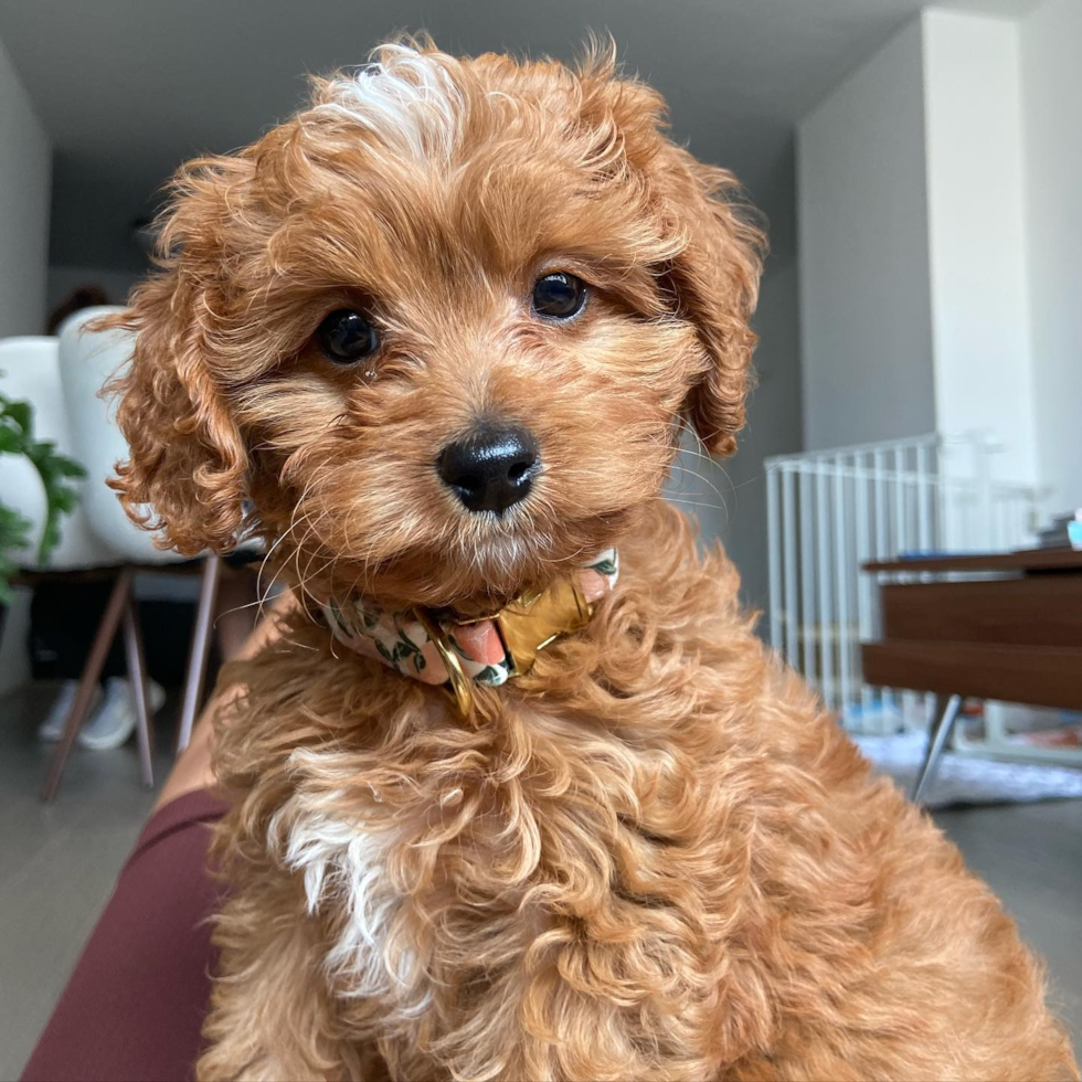 brown toy cavapoo looking at the camera