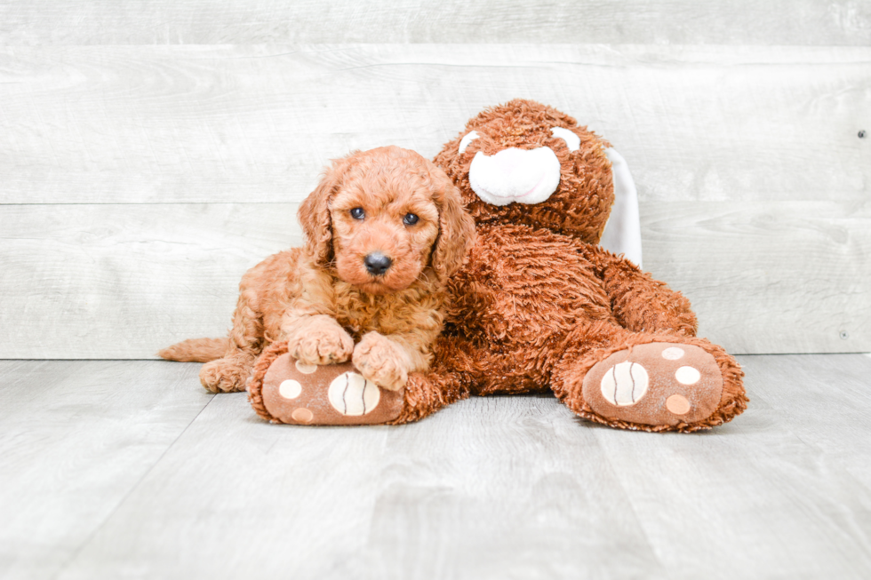 Meet Vaughn - our Mini Goldendoodle Puppy Photo 3/3 - Premier Pups