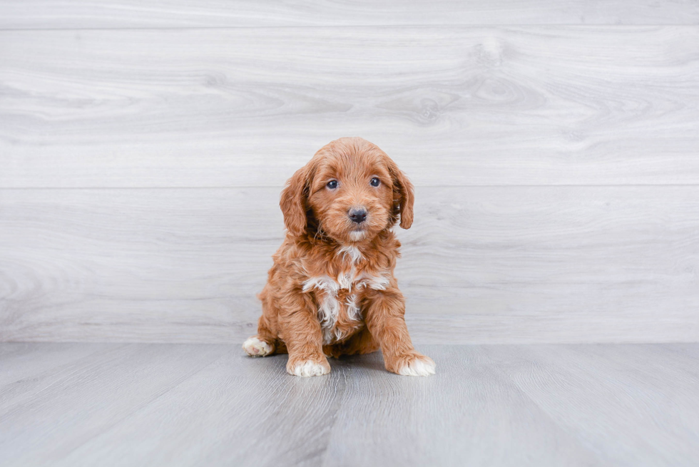 Meet Martha - our Mini Goldendoodle Puppy Photo 3/3 - Premier Pups
