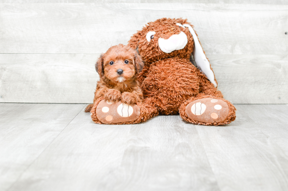 Yorkie poo for sale near me