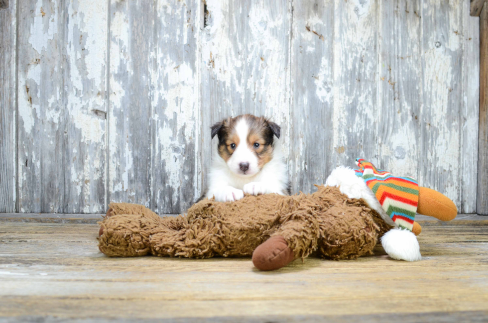 Sheltie Puppy for Adoption