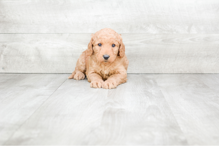 Meet Sandra - our Mini Goldendoodle Puppy Photo 1/2 - Premier Pups