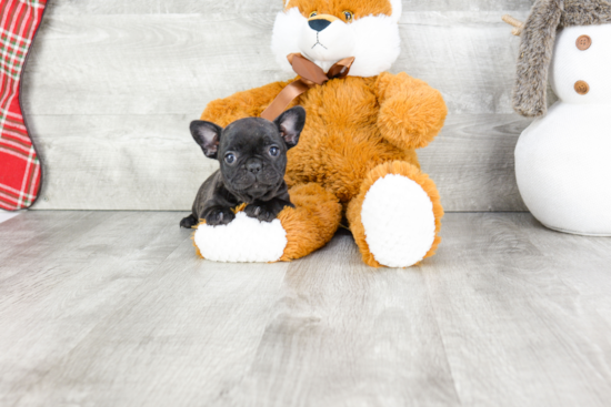 Best French Bulldog Baby