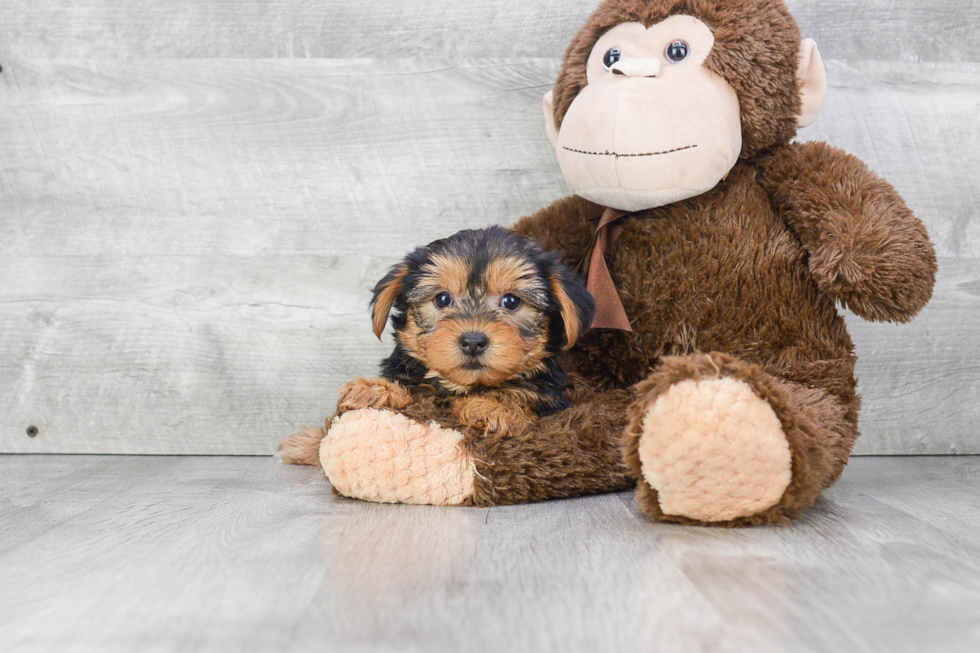 Meet Ruger - our Yorkshire Terrier Puppy Photo 