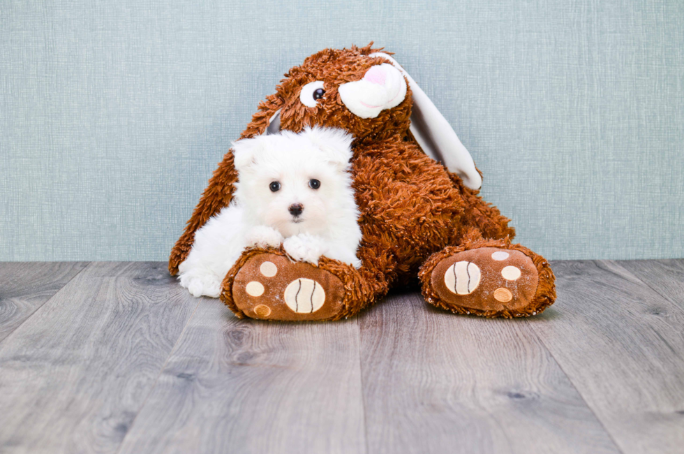 Small breed puppies for sale Teacup Pups for sale in Ohio Premier Pups