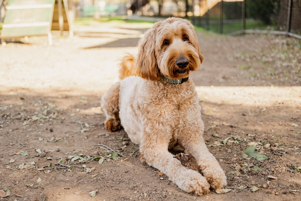 happy Mini Goldendoodle dog in the park