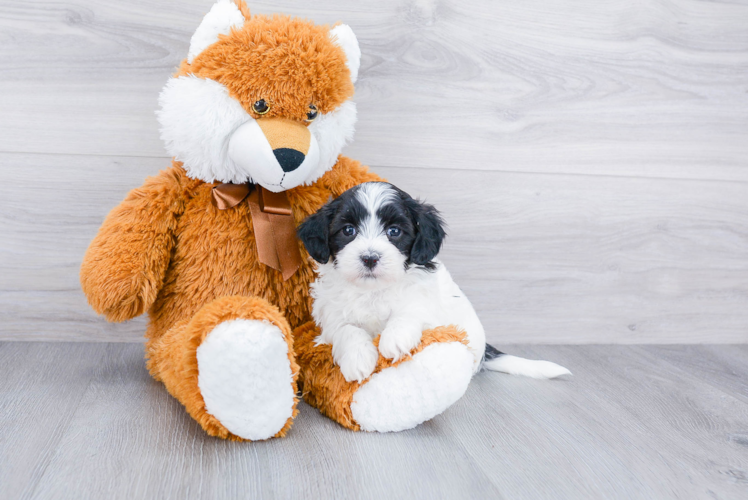 Meet Kelly - our Teddy Bear Puppy Photo 1/3 - Premier Pups