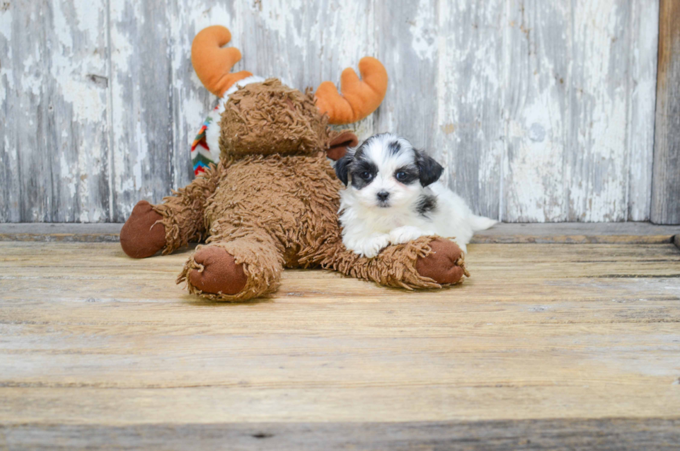 bear stuffy