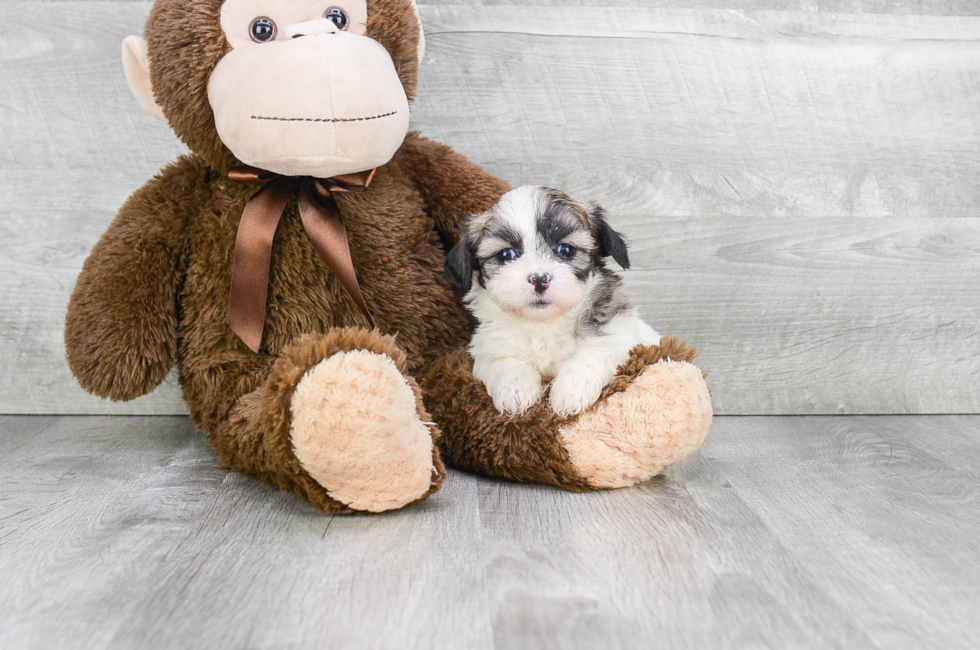 teddy bears sold near me