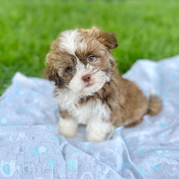 brown and white havashu puppy 