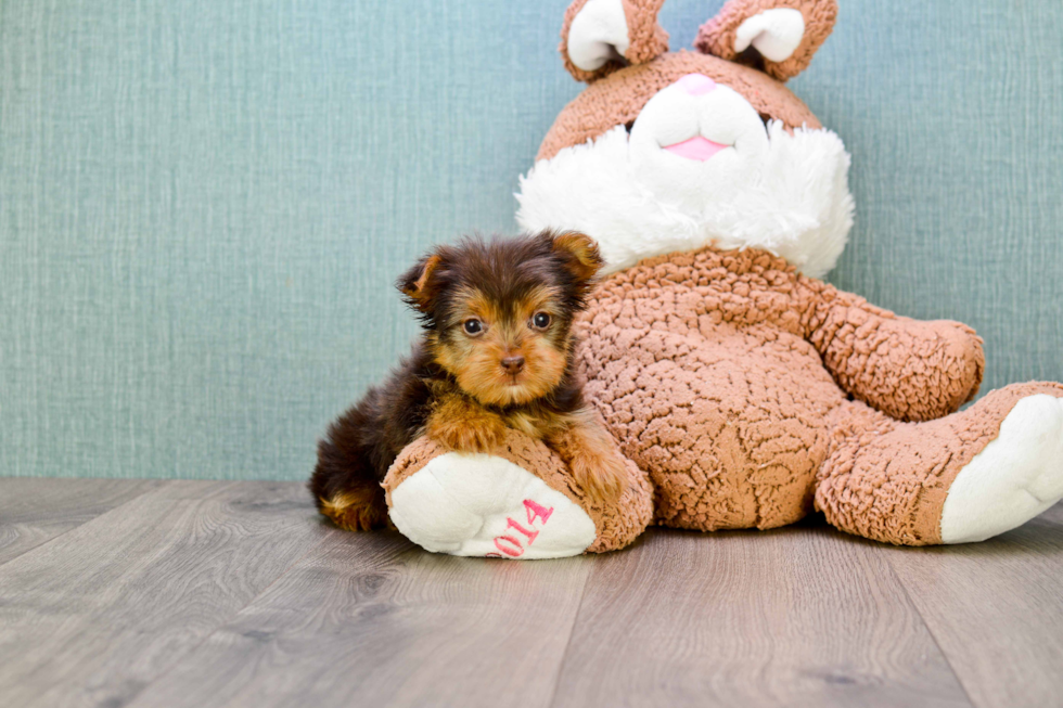 Meet Micah - our Yorkshire Terrier Puppy Photo 