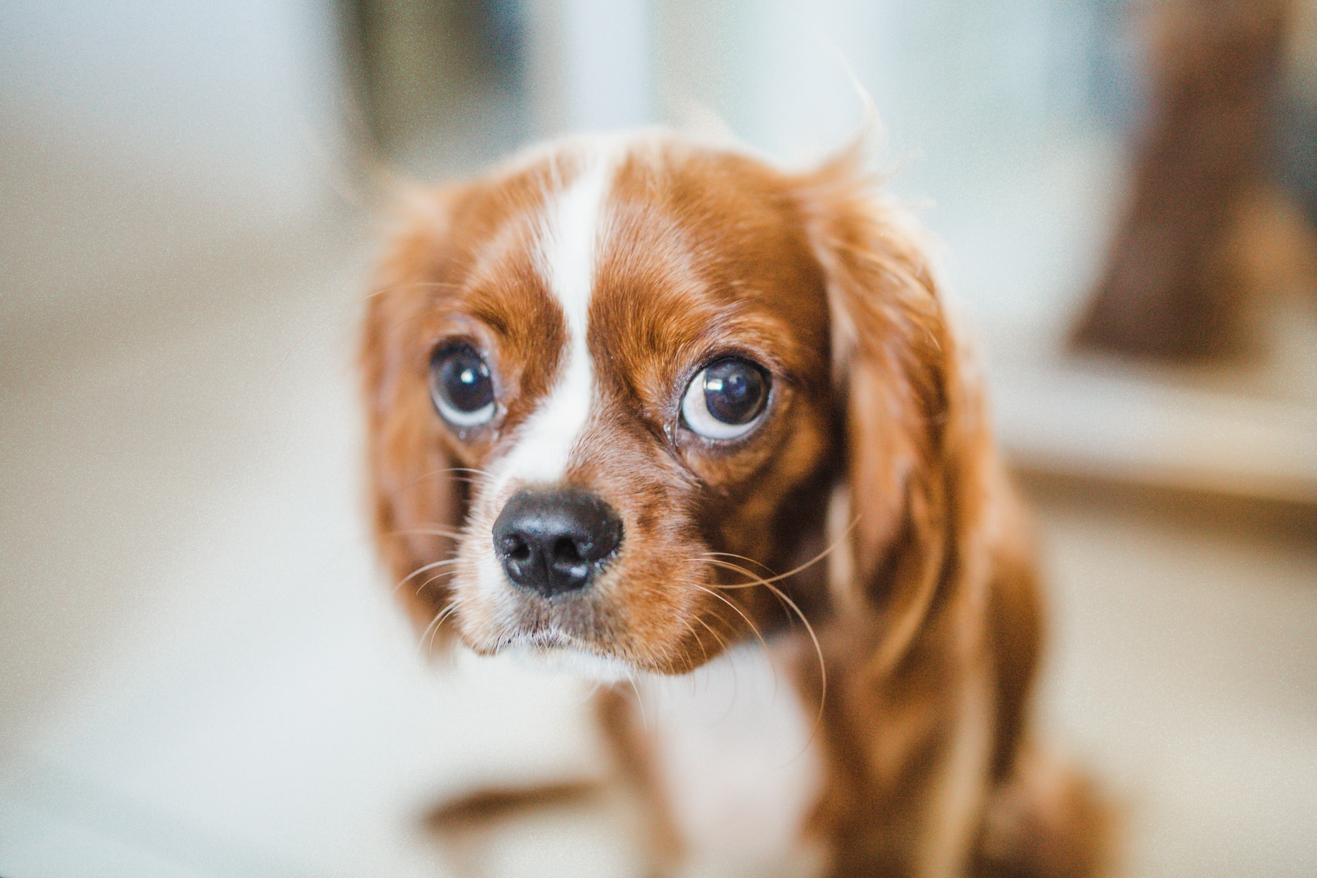 cavalier King Charles spaniel puppy eyes