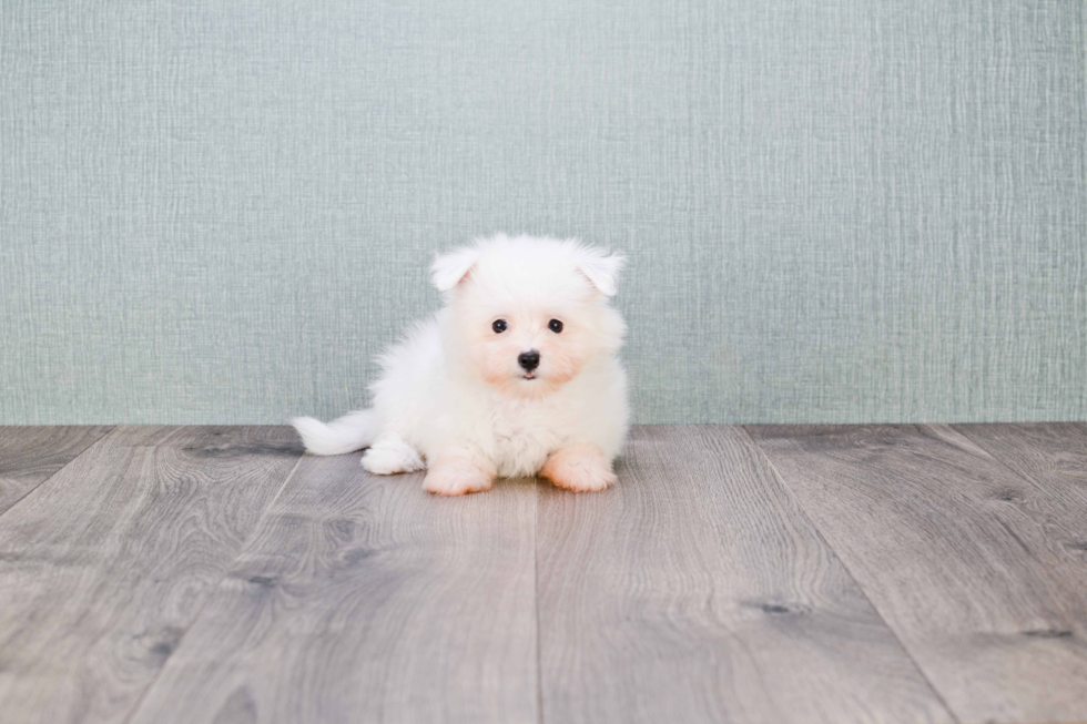 Maltipom Puppy for Adoption