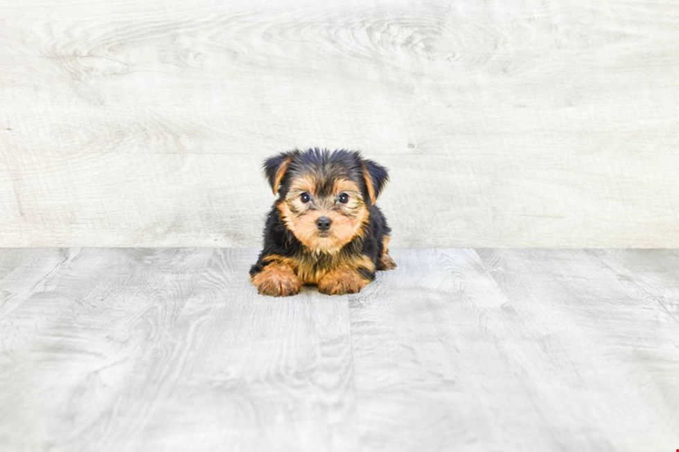 Meet Gloria - our Yorkshire Terrier Puppy Photo 