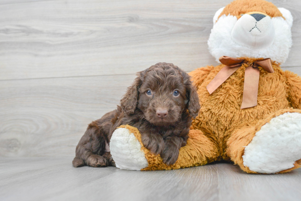 chocolate cockapoo puppy sitting next to a big teddy bear