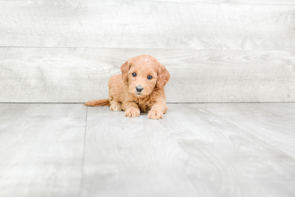 Meet Rachel - our Mini Goldendoodle Puppy Photo 3/3 - Premier Pups