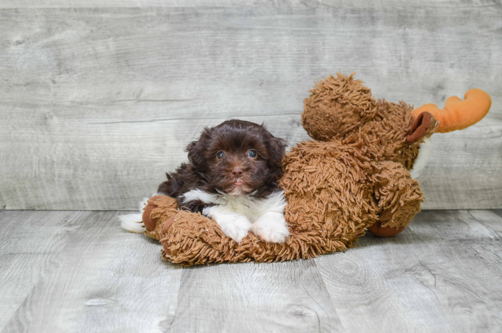 Havanese puppies for sale | Small purebred Havanese ...