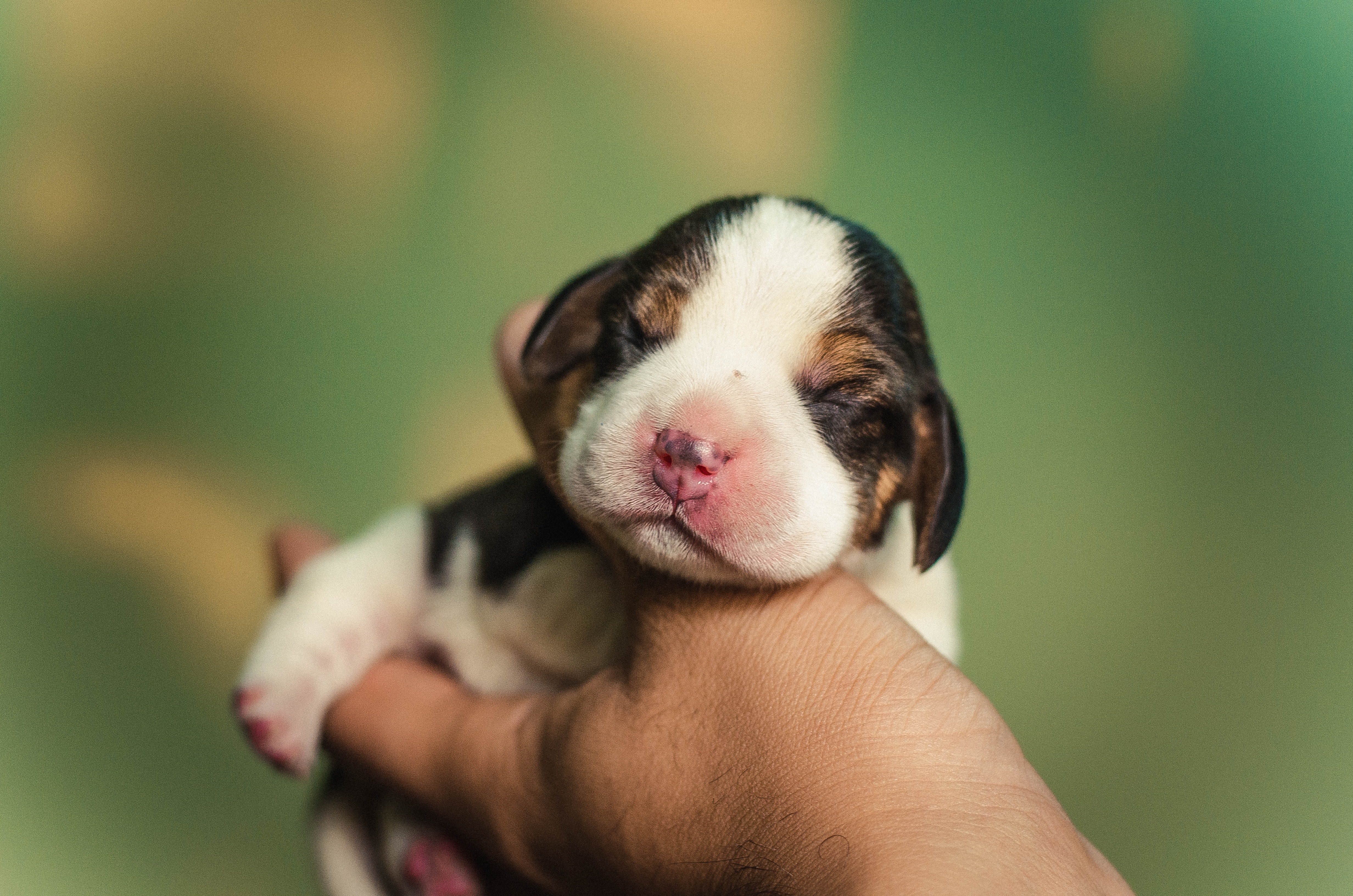 a human hand holding a young puppy