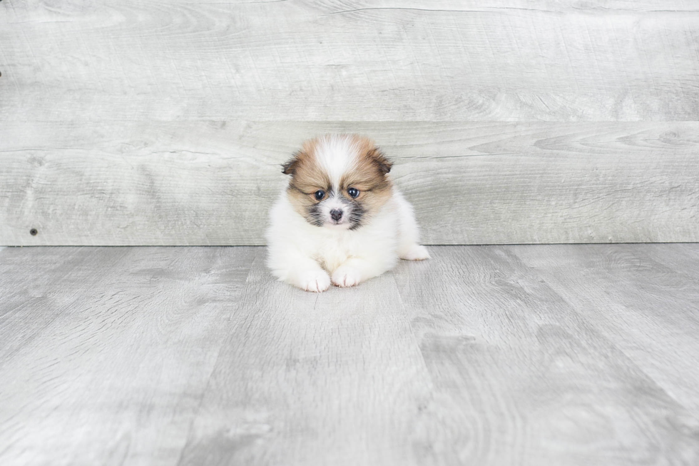 Meet Aj - our Pomeranian Puppy Photo 3/4 - Premier Pups