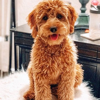 full grown mini goldendoodle adult with light brown coat